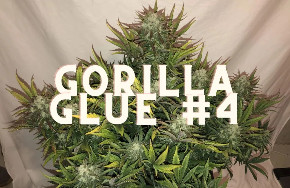 Gorilla Glue Effect Taste Story Price Seeds