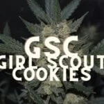 Gsc Girl Scout Cookies Effect Taste Story Price Seeds