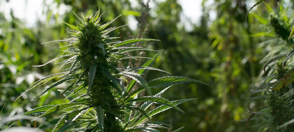 Semi Cannabis Guerrilla