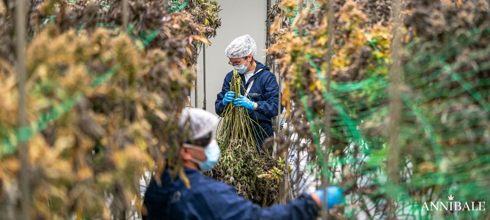 harvest drying cannabis indoor annibale seedshop