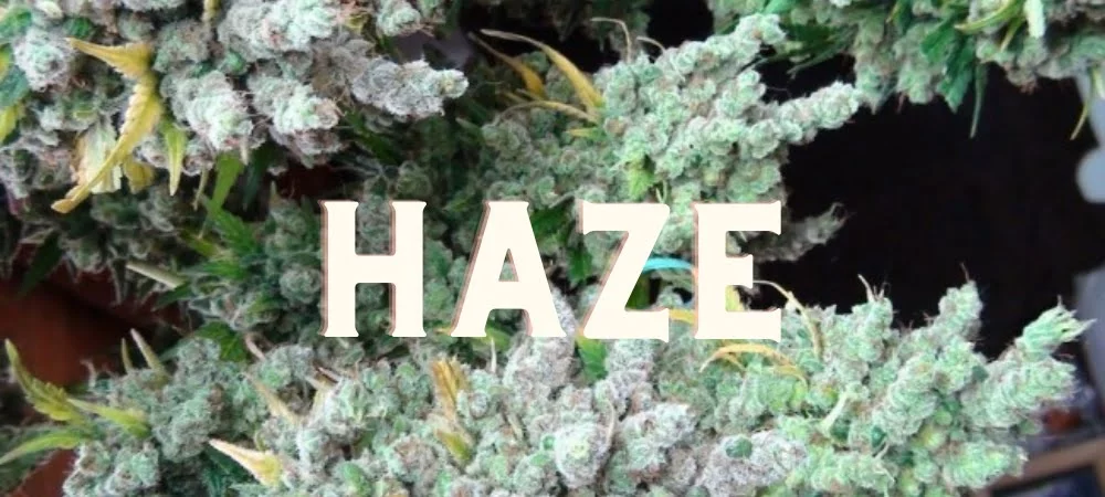 Haze Cannabis Erba Gusto Effetti Prezzo Costo Semi