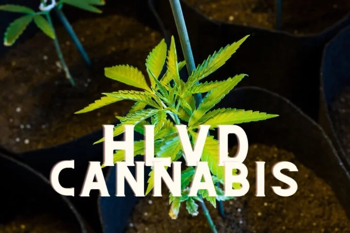 Hlvd Cannabis Marijuana Weed