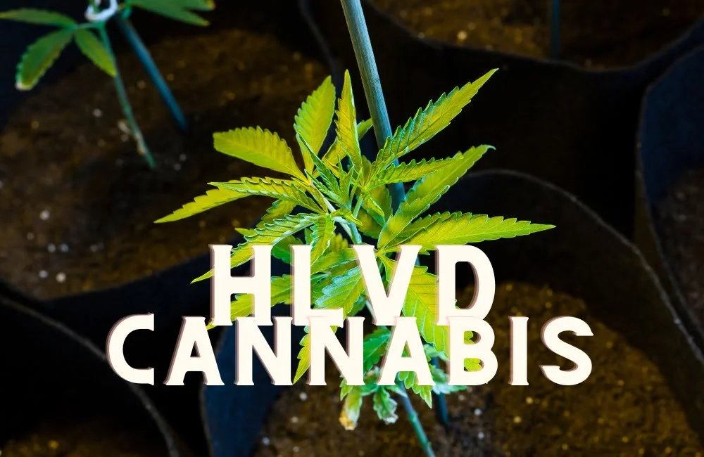 Hlvd Cannabis Marijuana Weed