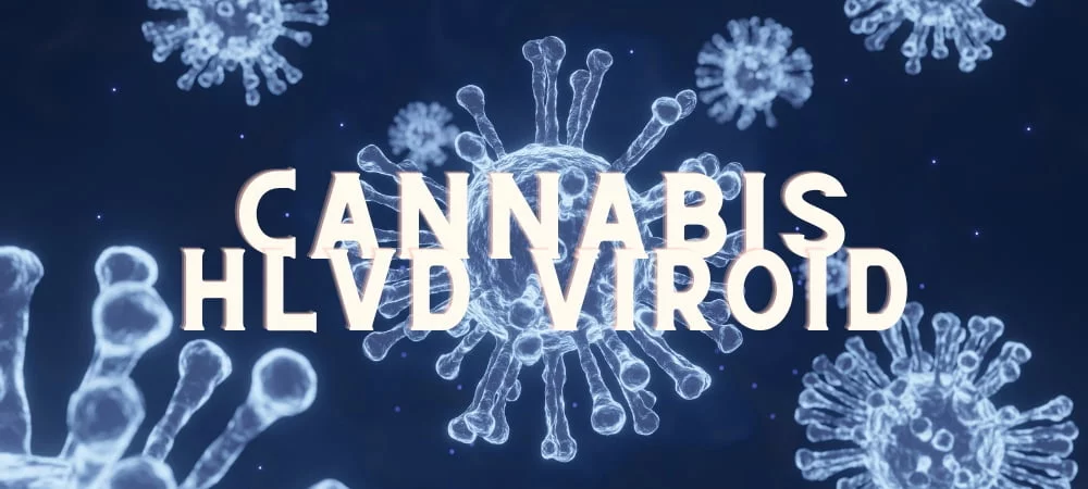 Hlvd Viroide Luppolo Cannabis Erba Marijuana