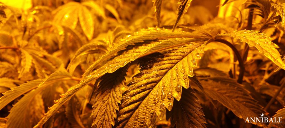 Hps Lamp Illuminazione Cannabis Indoor Annibale Seedshop