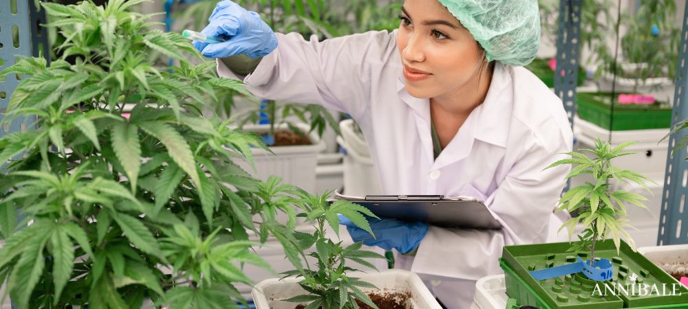 Hydroponics Idroponica Cannabis Indoor Annibale Seedshop
