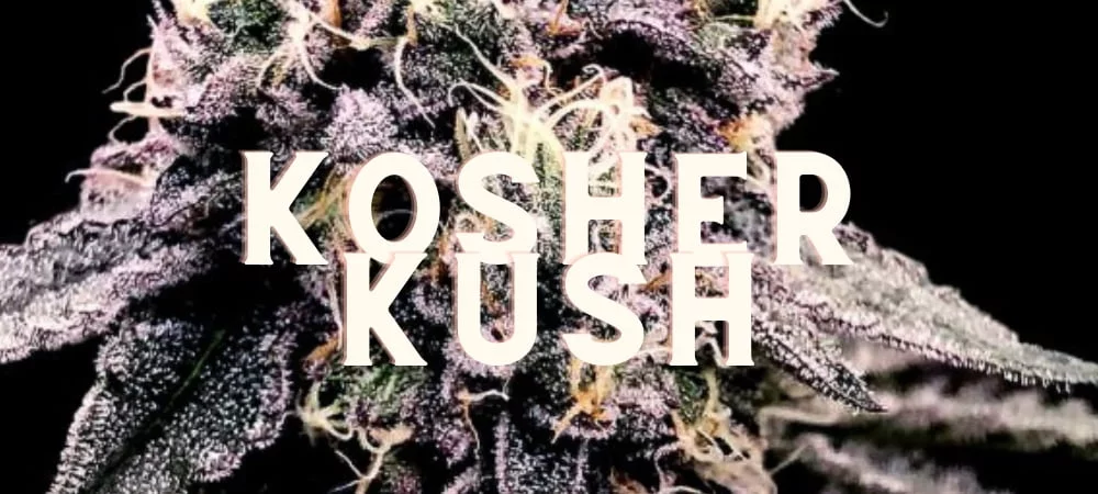 Kosher Kush: History, Taste, Effects of an Award Strain! Kosher Kush Cannabis Erba Gusto Effetti Prezzo Costo Semi