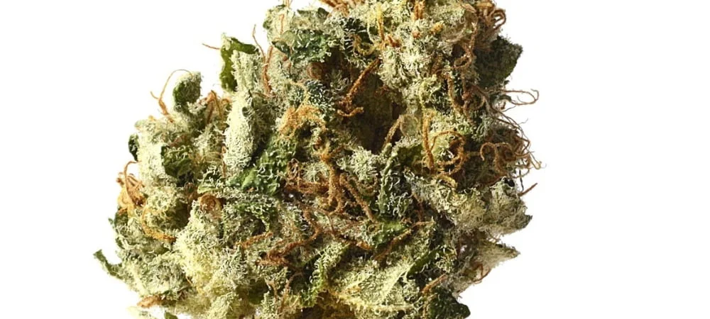 Kosher Kush: History, Taste, Effects of an Award Strain! Kosher Kush Cannabis Weed Marijuana Gusto Effetti Prezzo Costo Semi