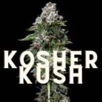 Kosher Kush Effect Taste Story Price Seeds