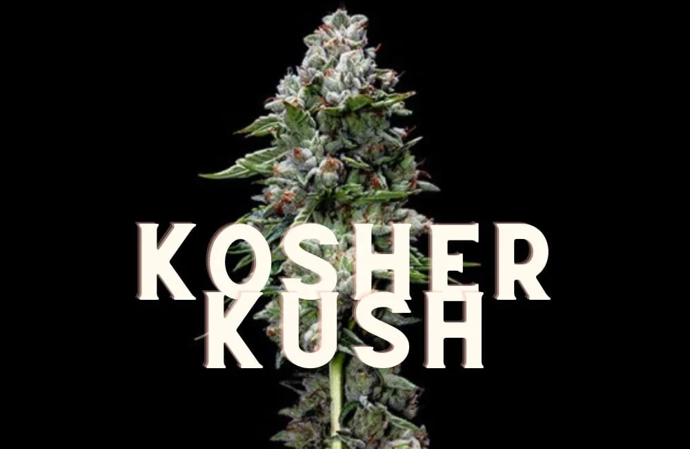 Kosher Kush: History, Taste, Effects of an Award Strain! Kosher Kush Effect Taste Story Price Seeds