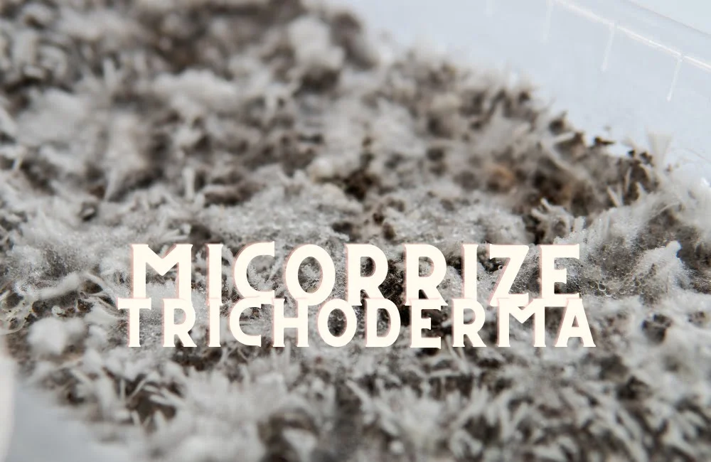 Mycorrhizae and Trichoderma: Benefits in Weed Cultivation! Micorrize Trichoderma Cannabis Marijuana Weed Plant