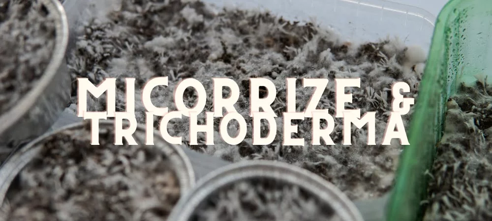 Mycorrhizae and Trichoderma: Benefits in Weed Cultivation! Micorrize Trichoderma Coltivazione Cannabis Erba Marijuana