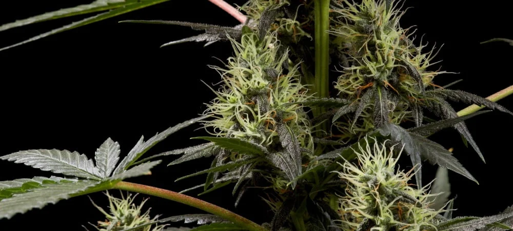 Migliori 10 Varietà Nirvana Seeds Organization Cannabis Erba Marijuana