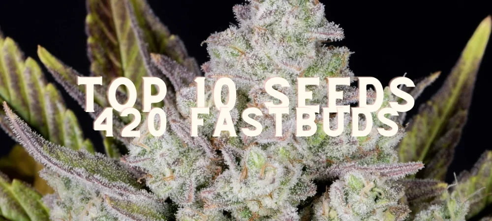 Top 10 Best Strains by 420 Fast Buds Migliori 10 Varietà Semi 420 Fast Buds Cannabis Erba Marijuana