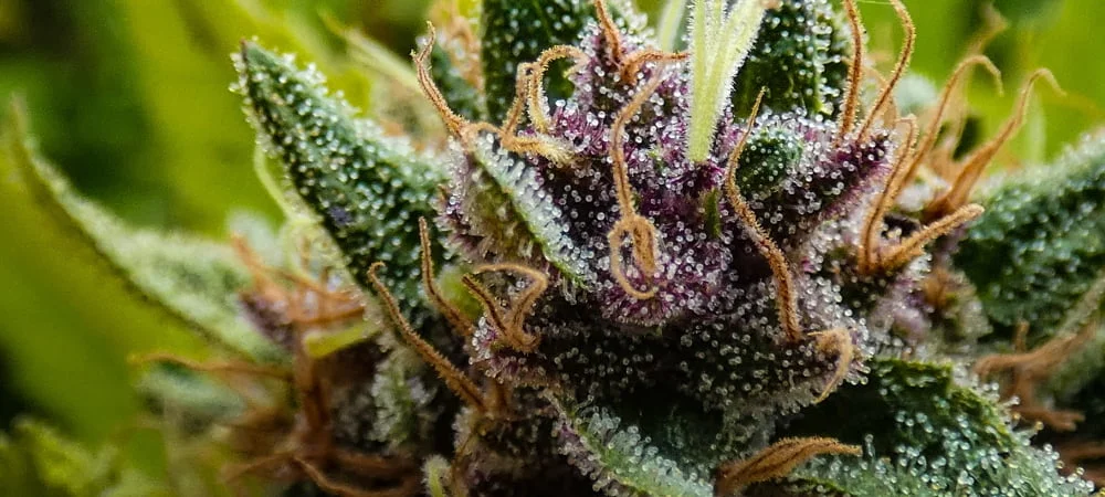 Migliori 20 Semi Femminizzati Cannabis Erba