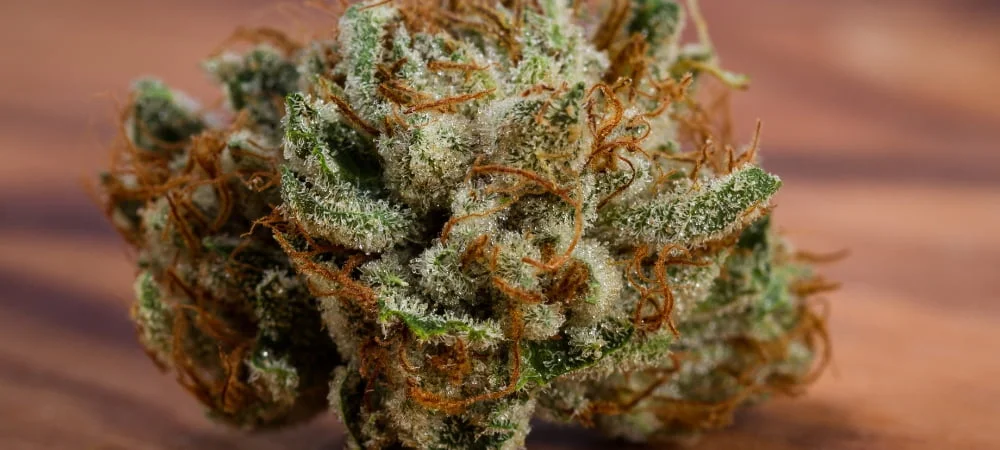 Migliori 20 Varietà Semi Femminizzati Marijuana Erba