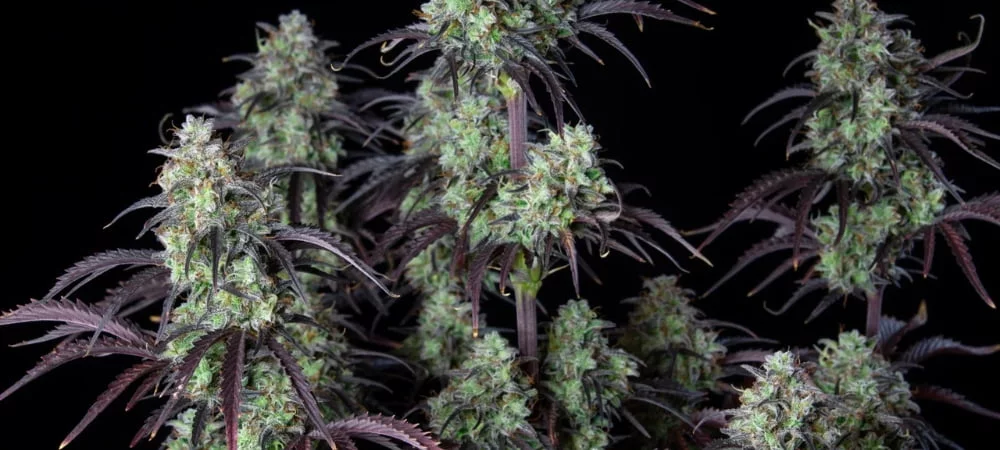Top 10 Best Strains by 420 Fast Buds Migliori Semi 420 Fastbud Cannabis Erba Marijuana