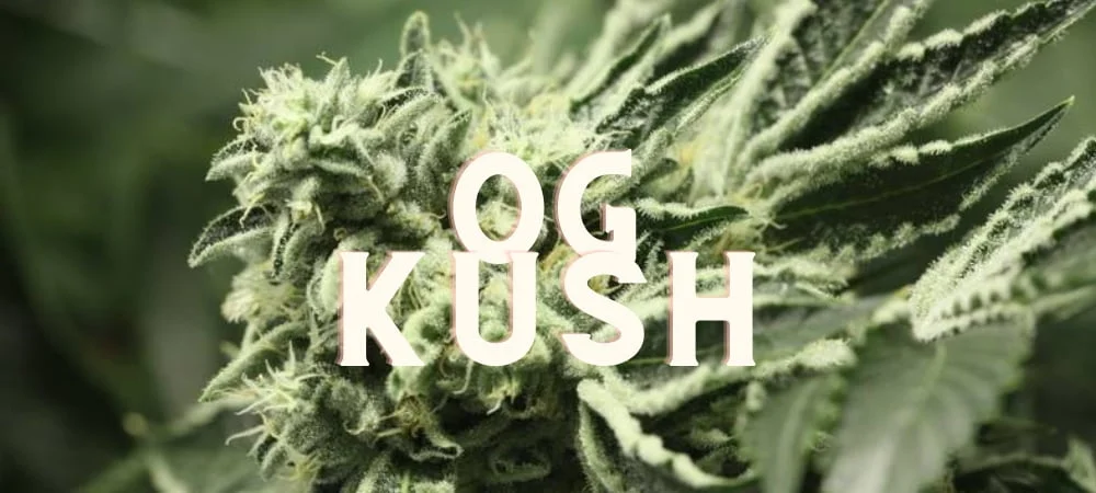 Og Kush Cannabis Erba Gusto Effetti Prezzo Costo Semi