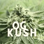 Og Kush Effect Taste Story Price Seeds