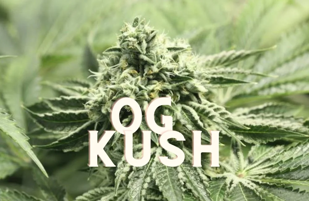 Og Kush Effect Taste Story Price Seeds