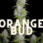 Orange Bud Effect Taste Story Price Seeds