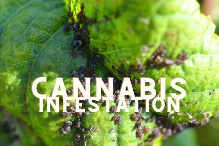 Parasites Infestation Cannabis Marijuana Weed