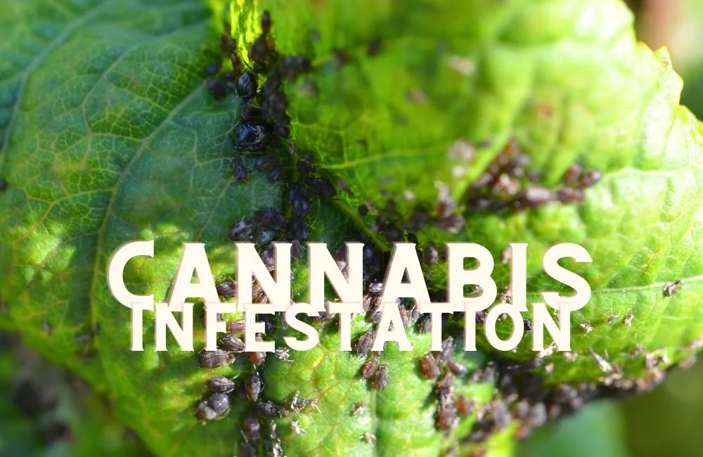 Parasites Infestation Cannabis Marijuana Weed