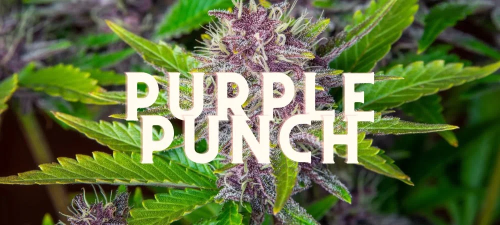  Purple Punch Originale Gusto Effetti Prezzo Costo Semi