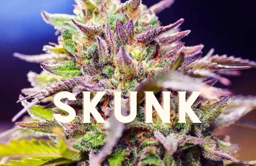 Skunk: Storia dell'Erba che ha Rivoluzionato il Mondo! Skunk Effect Taste Story Price Seeds