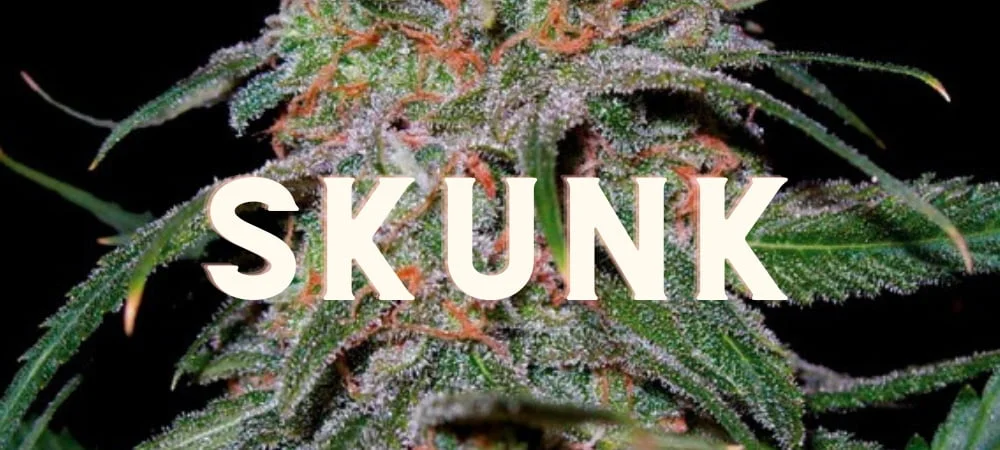 Skunk: Storia dell'Erba che ha Rivoluzionato il Mondo! Skunk Gusto Effetti Prezzo Costo Semi