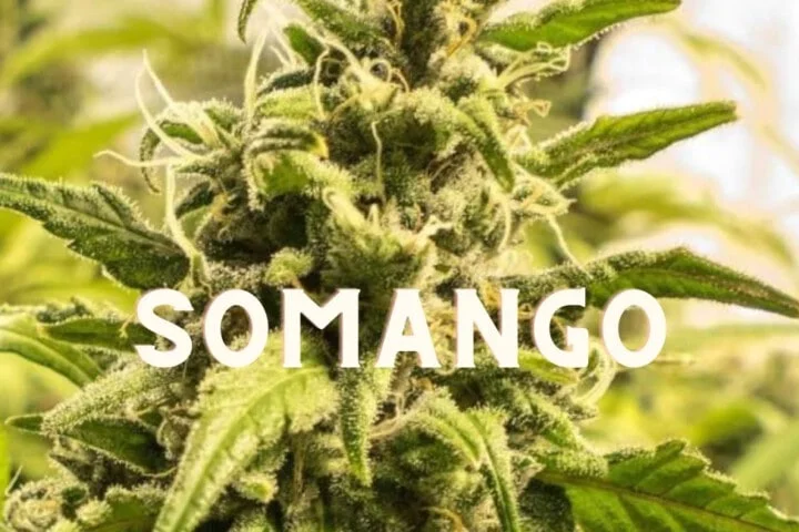 Somango Effect Taste Story Price Seeds