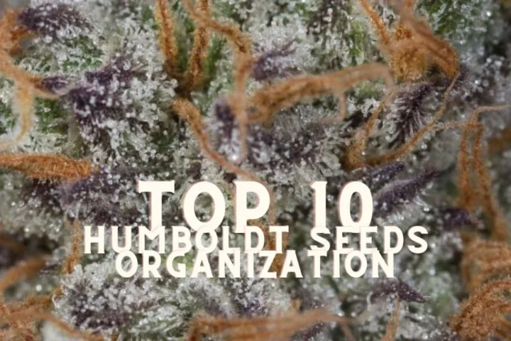 Top 10 Humboldt Seeds Organization Taste Story Price Seeds