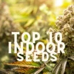 Top 10 Indoor Cannabis Seeds