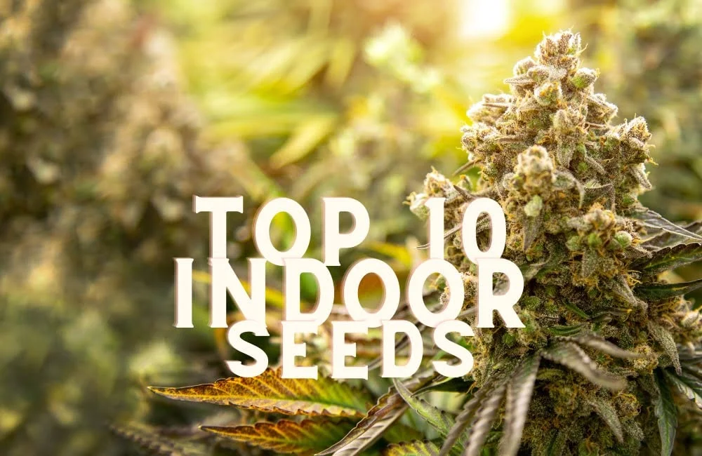 Top 10 Indoor Cannabis Seeds