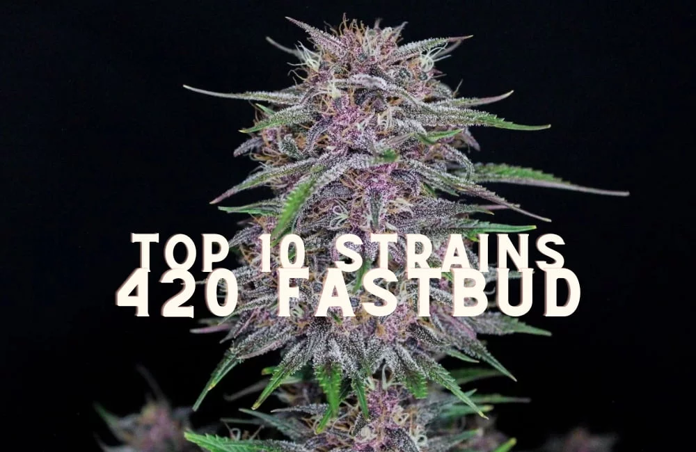 Top 10 Best Strains by 420 Fast Buds Top 10 Seeds Strains 420 Fast Buds Cannabis Marijuana Weed