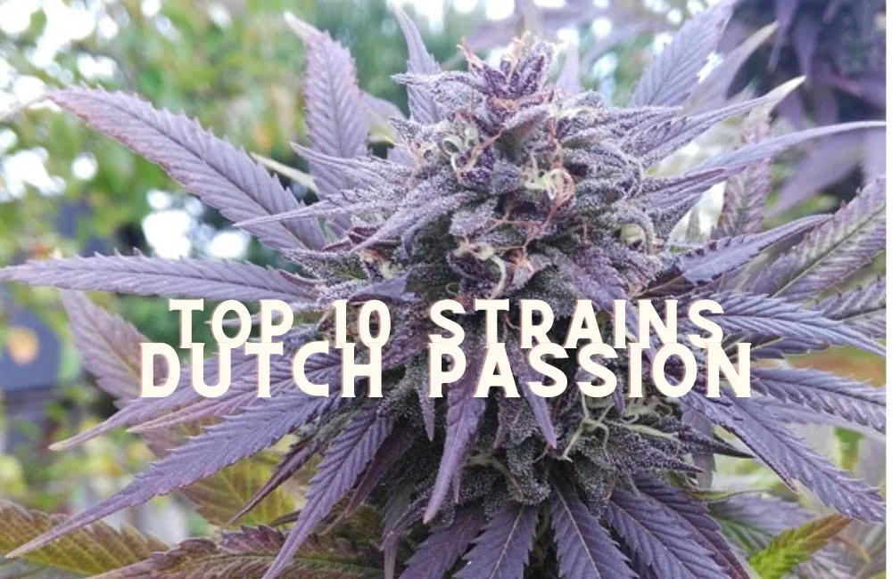 Top 10 Seeds Strains Dutch Passion Cannabis Marijuana Weed