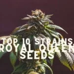 Top 10 Seeds Strains Rqs Royal Queen Seeds Cannabis Marijuana Weed