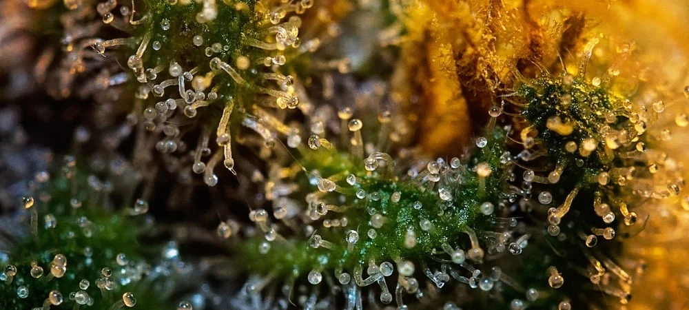 Top 20 Best Feminized Cannabis Weed Varieties Seeds (1)