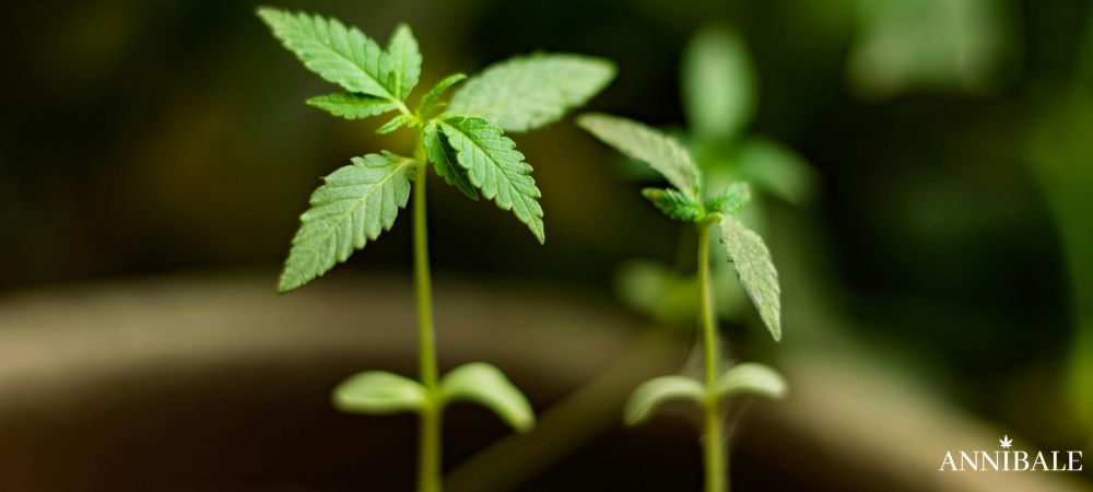 Travaso Piantine Seedling Cannabis Indoor Annibale Seedshop