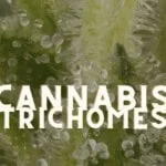 Trichomes Cannabis Marijuana Weed