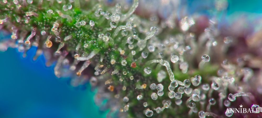 Tricome Maturation Cannabis Indoor Annibale Seedshop