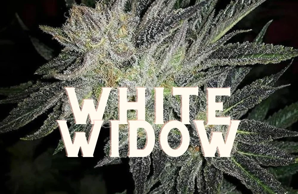 White Widow: History of a Controversial Cannabis Strain! White Widow Effect Taste Story Price Seeds