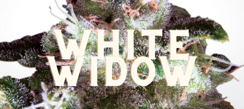 White Widow: History of a Controversial Cannabis Strain! White Widow Gusto Effetti Prezzo Costo Semi