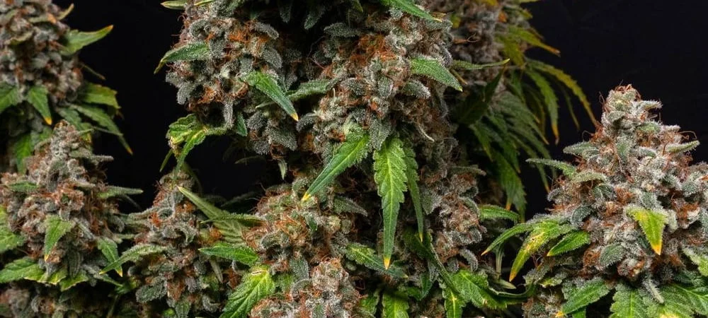 White Widow: History of a Controversial Cannabis Strain! White Widow Original Taste Effects Price Seeds