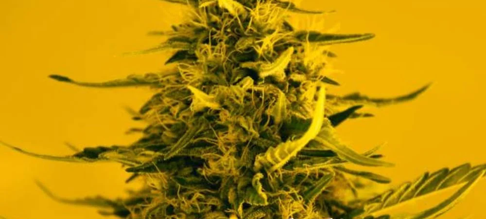 White Widow: History of a Controversial Cannabis Strain! White Widow Originale Gusto Effetti Prezzo Costo Semi