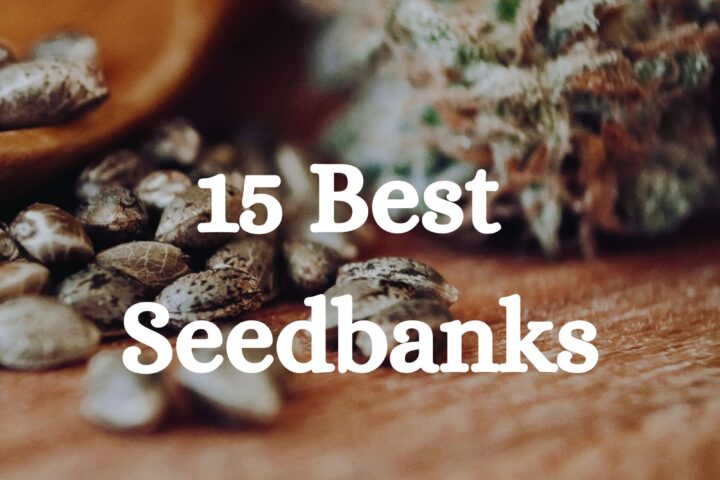 15 Best Cannabis Seed Banks 2026