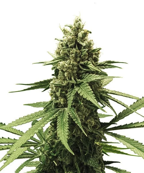 Apple Fritter Feminized - Royal Queen Seeds - Image 2