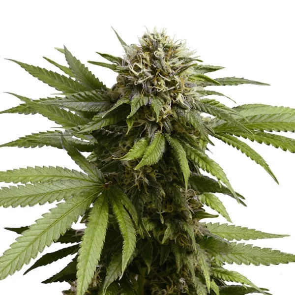 Royal Queen Seeds Apple Fritter Autoflowering Feminized Cannabis Seeds Annibale Seedshop 3