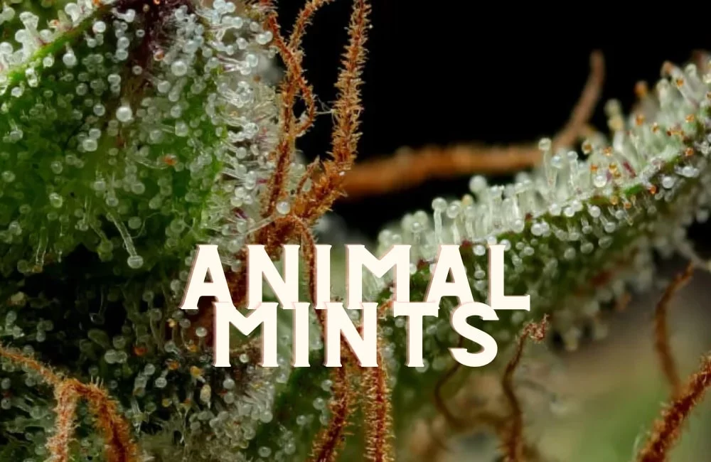 Animal Mints Taste Story Price Seeds