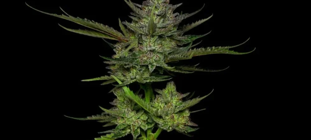 Apple Fritter Strain Cannabis Seeds (1)